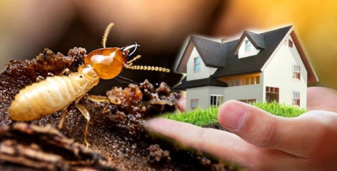 Termite Prevention Business for Sale Mackay QLD