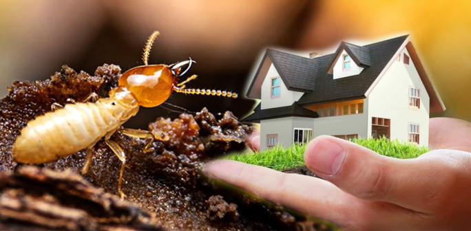 Termite Protection Business for Sale Mackay QLD