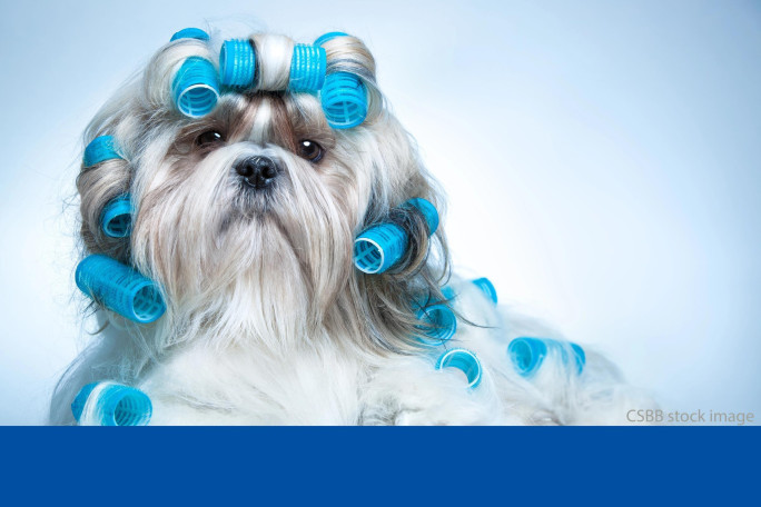 Dog Grooming Salon Business for Sale Sydney