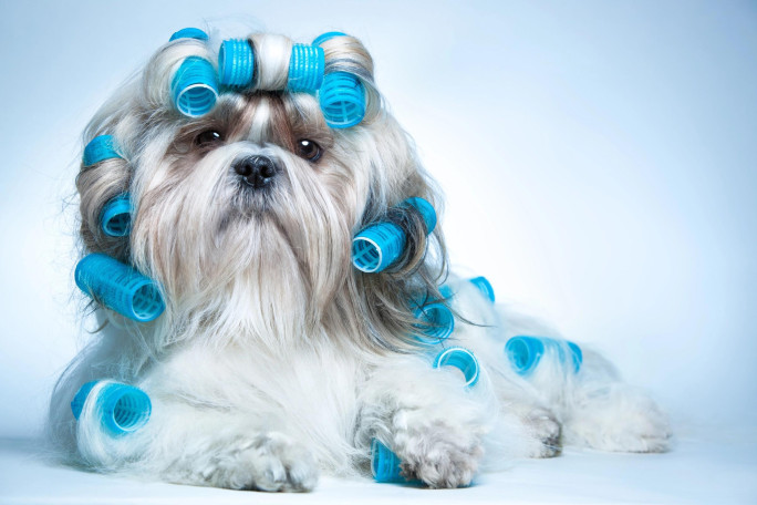 Dog Grooming Salon Business for Sale Sydney