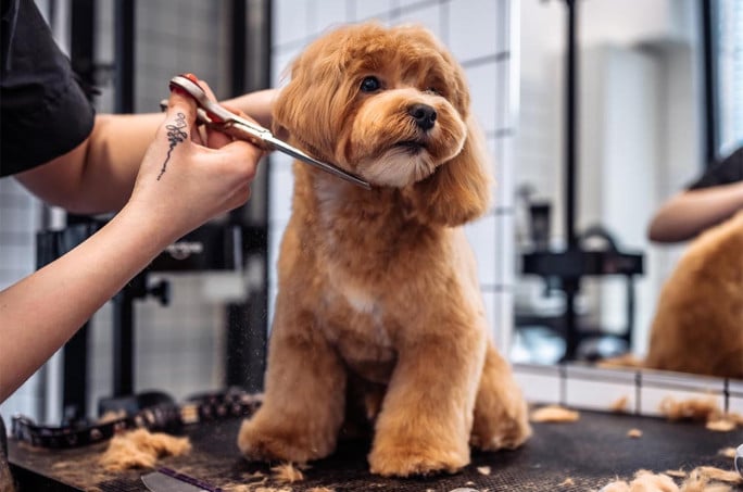 Pet Grooming Business for Sale Sydney